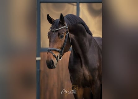 Duński koń gorącokrwisty, Ogier, 3 lat, 165 cm, Ciemnogniada