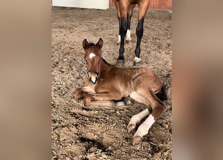 Duński koń gorącokrwisty, Ogier, Źrebak (05/2026), Gniada