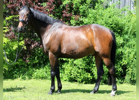 Duński koń gorącokrwisty, Wałach, 11 lat, 172 cm, Ciemnogniada