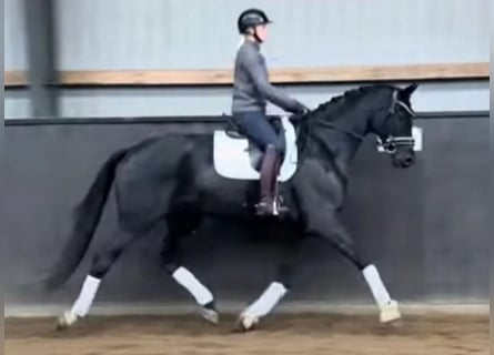 Duński koń gorącokrwisty, Wałach, 4 lat, 169 cm, Kara