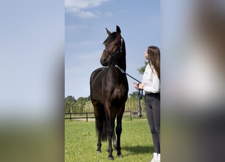 Duński koń gorącokrwisty, Wałach, 5 lat, 168 cm, Gniada