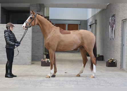 Duński koń gorącokrwisty, Wałach, 4 lat, 168 cm, Ciemnokasztanowata