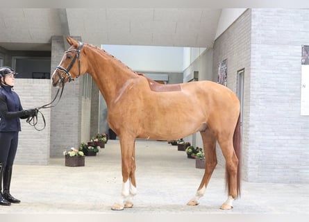 Duński koń gorącokrwisty, Wałach, 4 lat, 170 cm, Ciemnokasztanowata