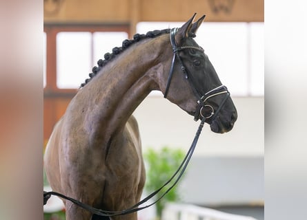 Duński koń gorącokrwisty, Wałach, 4 lat, 175 cm, Ciemnogniada