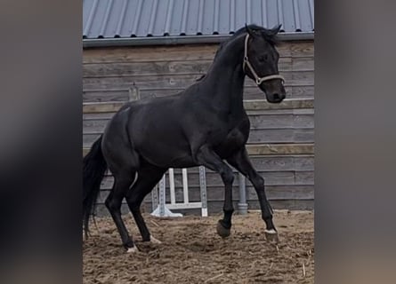 Duński koń gorącokrwisty, Wałach, 5 lat, 170 cm, Skarogniada