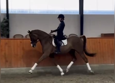 Duński koń gorącokrwisty, Wałach, 6 lat, 174 cm, Ciemnokasztanowata