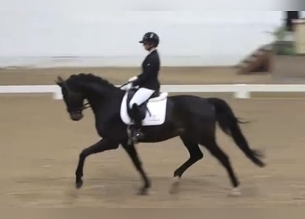 Duński koń gorącokrwisty, Wałach, 6 lat, 175 cm, Skarogniada