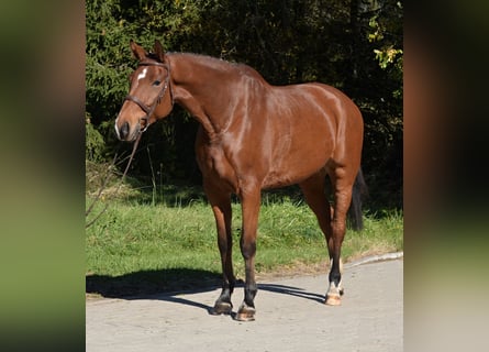 Duński koń gorącokrwisty, Wałach, 7 lat, 168 cm, Gniada