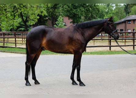 Duński koń gorącokrwisty, Wałach, 7 lat, 172 cm, Ciemnogniada