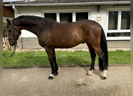 Duński koń gorącokrwisty, Wałach, 8 lat, 170 cm, Gniada