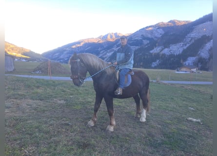 dutch coldblood, Gelding, 4 years, 16,2 hh, Chestnut