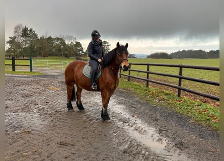 dutch coldblood Mix, Mare, 8 years, 15,1 hh, Brown