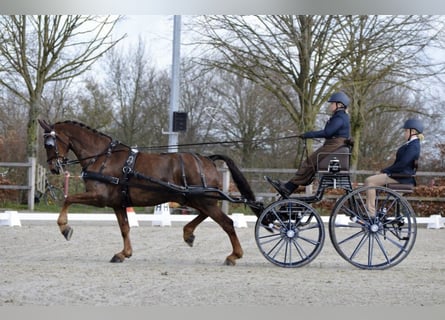 Dutch Tuigpaard, Gelding, 10 years, 16,2 hh, Chestnut