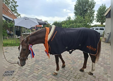 Dutch Tuigpaard Mix, Gelding, 13 years, 15,2 hh, Chestnut-Red