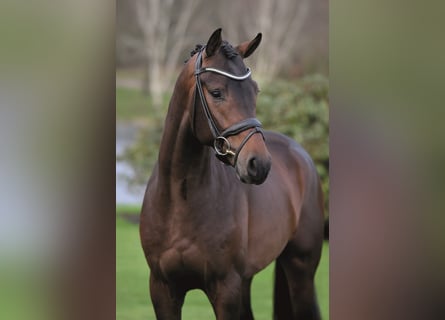 Westphalian, Stallion, 7 years, 16.3 hh, Brown