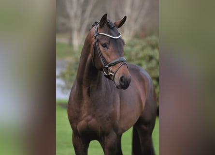 Westphalian, Stallion, 8 years, 16,3 hh, Brown