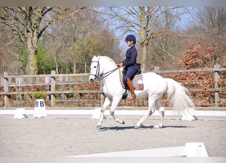 Camargue, Hengst, 12 Jaar, 150 cm, Schimmel