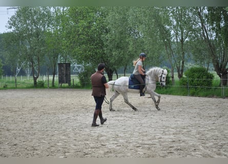 Camargue, Hengst, 11 Jahre, 150 cm, Schimmel