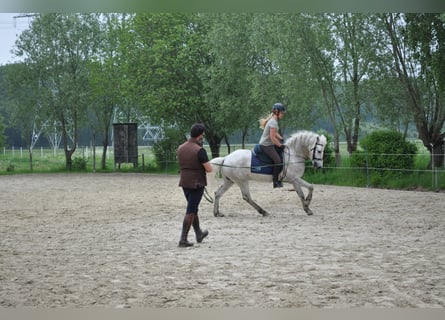 Camargue, Stallion, 10 years, 14.2 hh, Gray