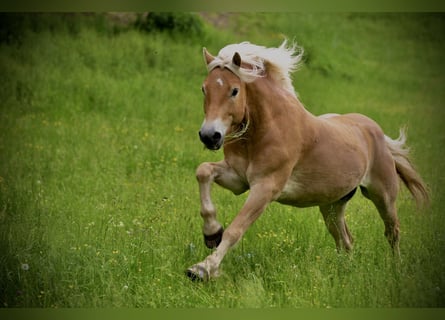 Edelbluthaflinger, Caballo castrado, 11 años, 151 cm, Alazán