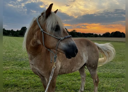 Edelbluthaflinger, Caballo castrado, 21 años, 150 cm