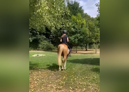 Edelbluthaflinger, Caballo castrado, 4 años, 144 cm, Palomino