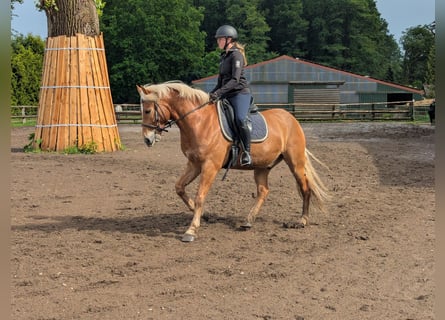 Edelbluthaflinger, Caballo castrado, 6 años, 150 cm, Alazán