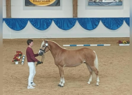 Edelbluthaflinger, Castrone, 2 Anni, 146 cm, Sauro