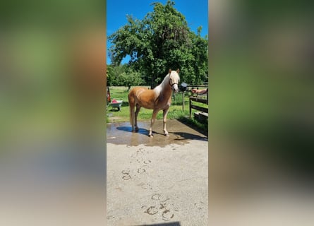 Edelbluthaflinger, Castrone, 2 Anni, 147 cm