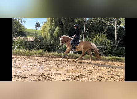 Edelbluthaflinger, Wallach, 3 Jahre, 14,1 hh