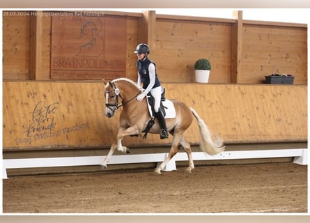 Edelbluthaflinger, Gelding, 3 years, 14,2 hh, Chestnut-Red