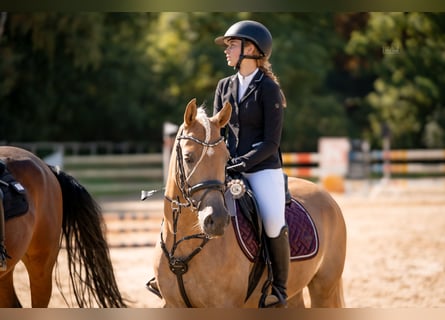 Edelbluthaflinger, Gelding, 4 years, 14 hh, Palomino