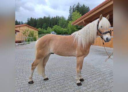 Edelbluthaflinger, Gelding, 6 years, 15 hh, Chestnut-Red