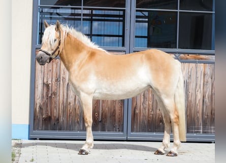 Edelbluthaflinger, Giumenta, 3 Anni, 150 cm, Sauro