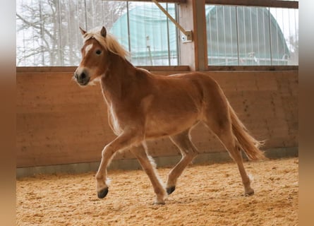 Edelbluthaflinger, Giumenta, 3 Anni, 150 cm, Sauro