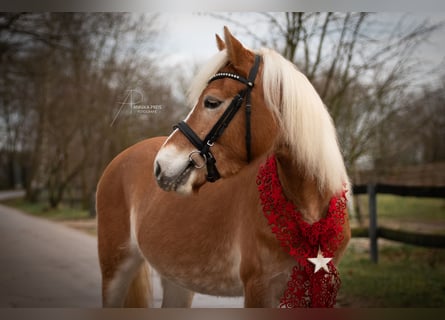 Edelbluthaflinger, Giumenta, 4 Anni, 141 cm, Sauro