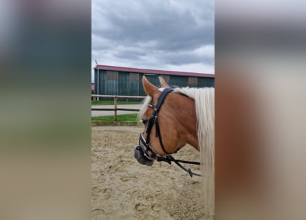Edelbluthaflinger, Giumenta, 7 Anni, 151 cm, Sauro