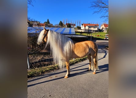 Edelbluthaflinger, Giumenta, 8 Anni, 153 cm, Sauro