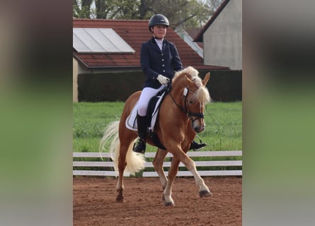 Edelbluthaflinger, Hengst, 14 Jaar, 145 cm, Vos