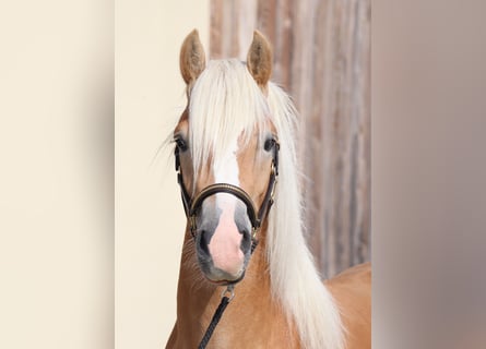 Edelbluthaflinger, Hengst, 2 Jahre, 148 cm, Fuchs