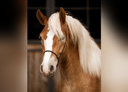 Edelbluthaflinger, Hengst, 2 Jahre, 150 cm, Fuchs