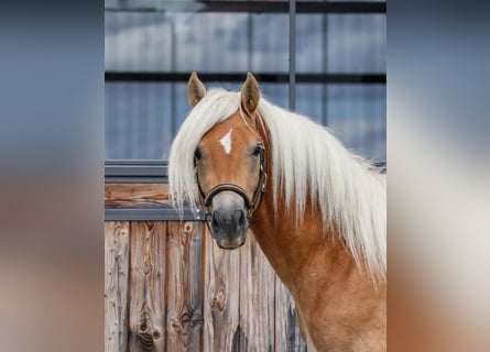Edelbluthaflinger, Hengst, 2 Jahre