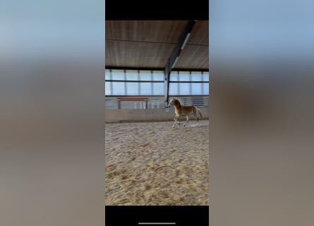 Edelbluthaflinger, Hengst, 3 Jahre, 152 cm