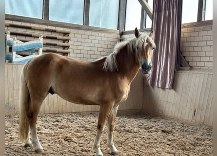 Edelbluthaflinger, Hengst, 4 Jaar, 146 cm, Vos