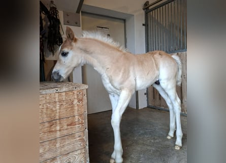 Edelbluthaflinger, Hengst, Fohlen (04/2026), 155 cm, Fuchs