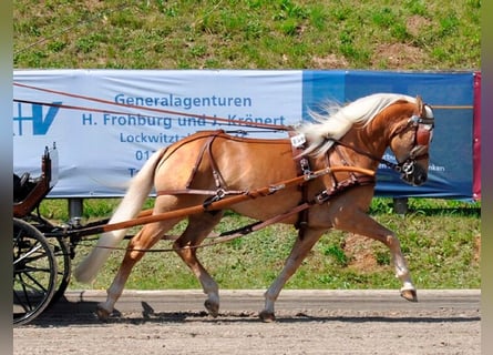 Edelbluthaflinger, Hengst, 19 Jahre, 149 cm, Fuchs