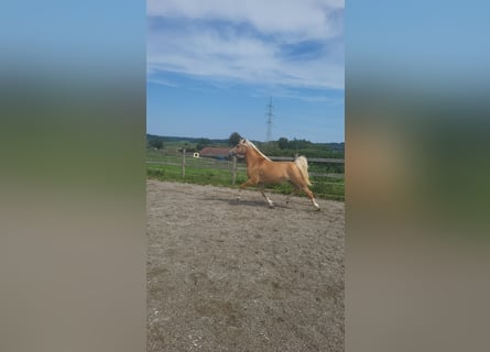 Edelbluthaflinger, Jument, 4 Ans, 145 cm, Palomino