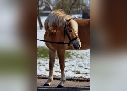 Edelbluthaflinger, Jument, 4 Ans, 146 cm, Palomino