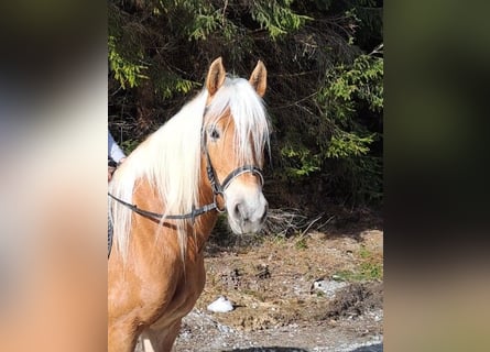 Edelbluthaflinger, Jument, 6 Ans, 150 cm, Bai clair