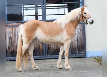 Edelbluthaflinger, Klacz, 3 lat, 150 cm, Kasztanowata